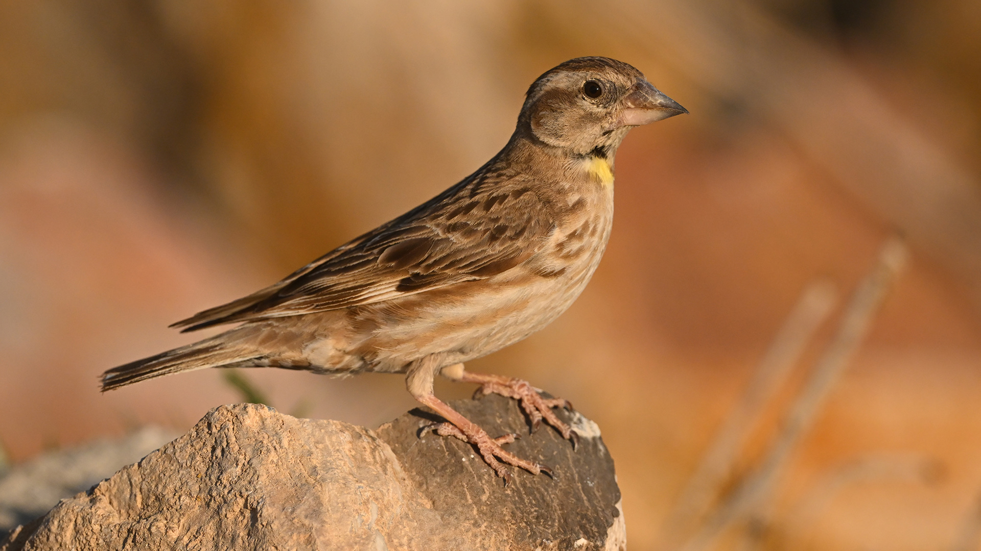 Rock Sparrow